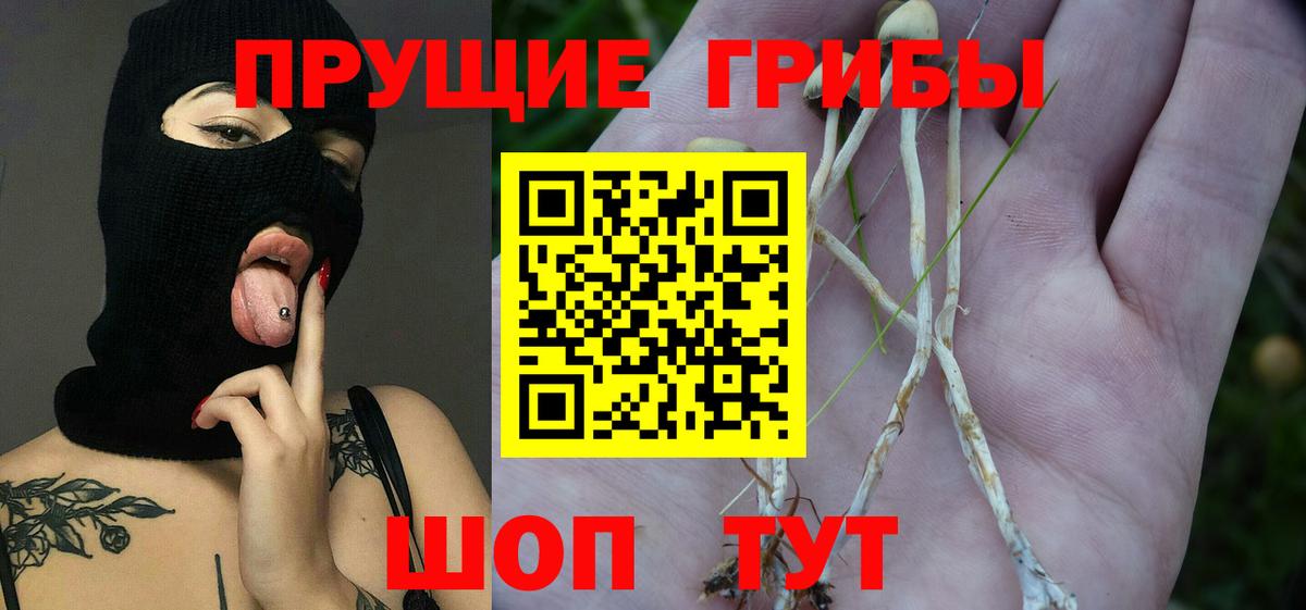 купить закладку  Грозный  Галлюциногенные грибы Cubensis 